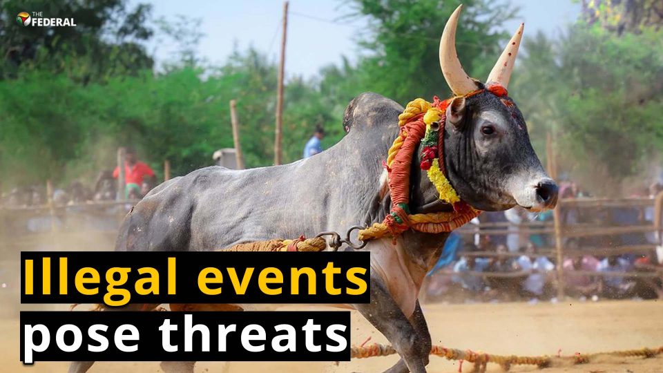 Illegal Manjuvirattu event throws spotlight on TN’s cultural sport