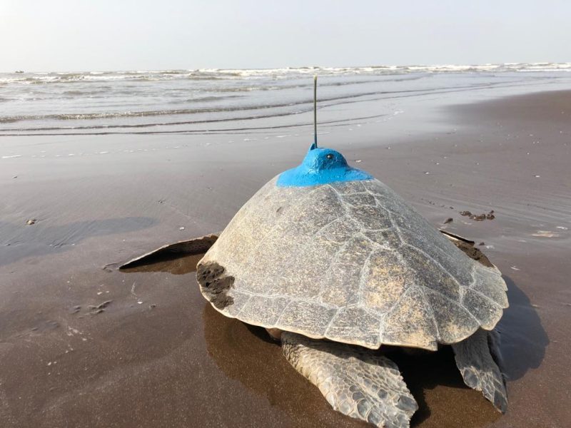 Olive Ridley turtles tagged for the first time on west coast of India