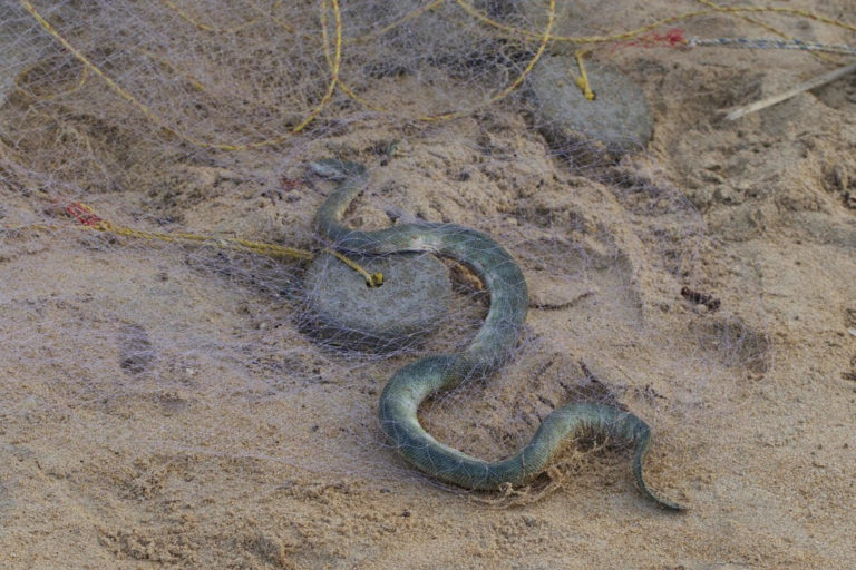 Fishing by trawlers main cause of decline in sea snake population