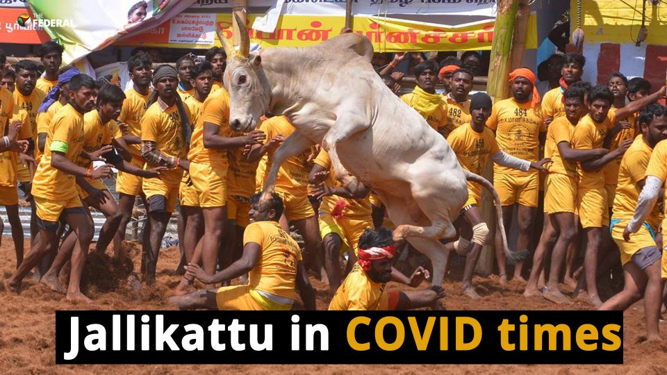 Confusion over Tamil Nadu government’s strict SOP for Jallikattu