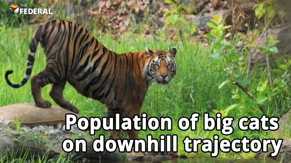 Dwindling tiger numbers cause alarm
