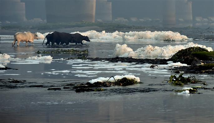 High ammonia content in Yamuna disrupts water supply in Delhi