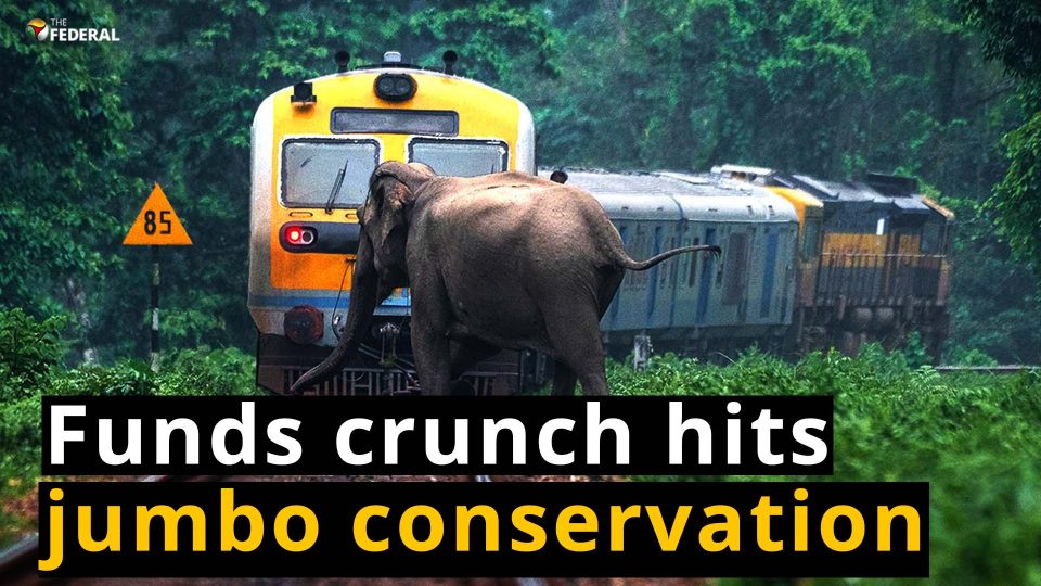 Elephant conservation suffers in TN as Union Government fails to release funds