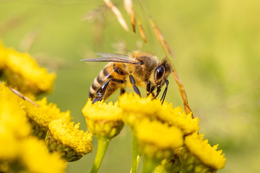 Air pollution kills insects, influences their ability to smell flowers: Study