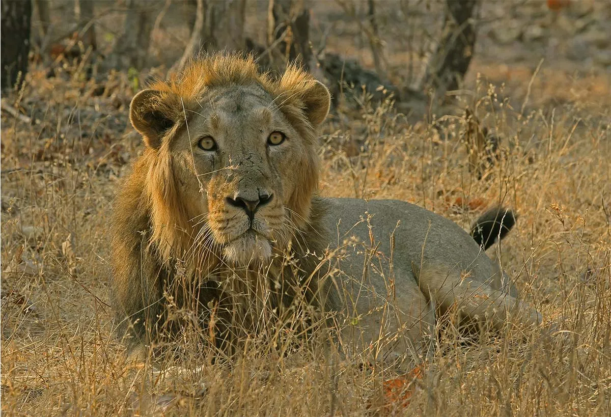 Asiatic lions, Cyclone biparjoy
