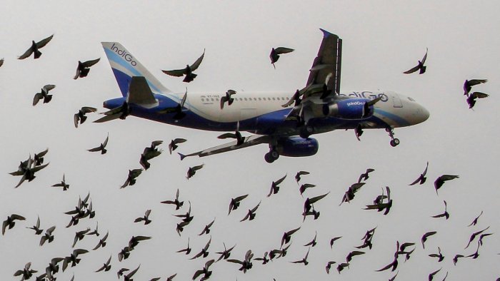 Limited flights but high bird, animal strike cases at Indian airports in 2021