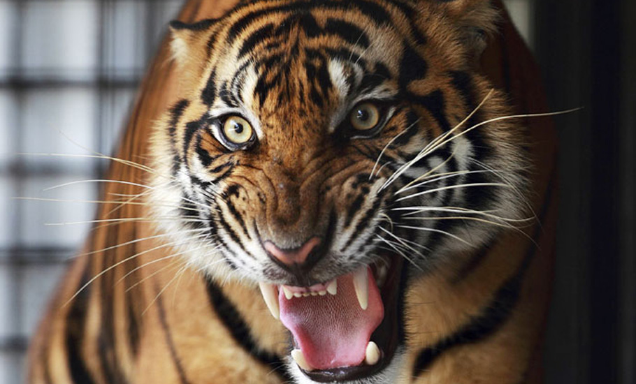 Missing roar: Why rising tiger deaths met with a whimper