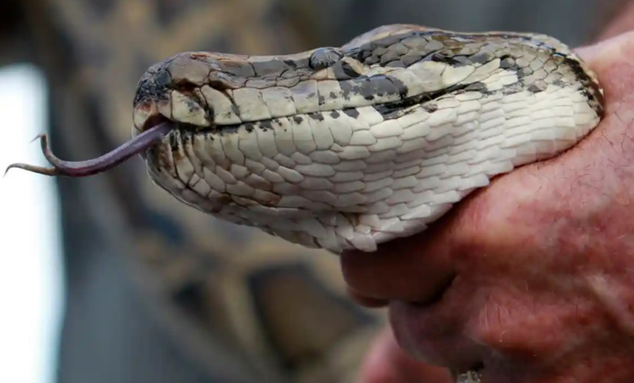 The biting worry of Irula snake-catchers