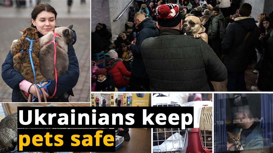 Together in tough times: Ukrainians and their pets