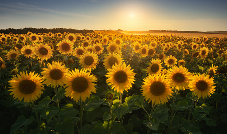 India buys sunflower oil from Russia at record-high price amid shortfall