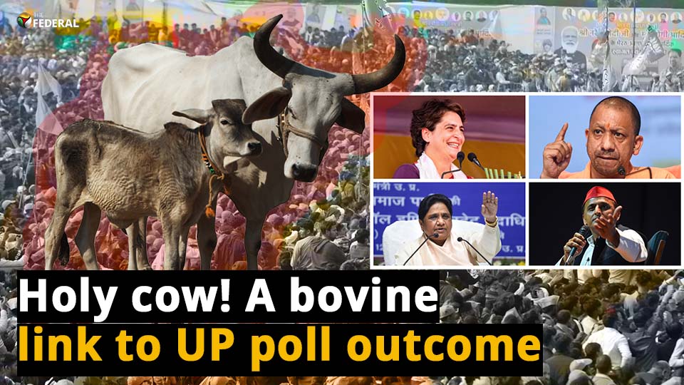 Stray cattle and the Uttar Pradesh election