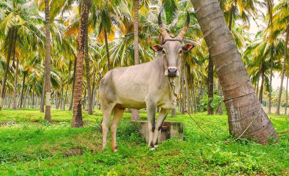 Infertility problems pose existential threat to TN’s Kangayam cattle