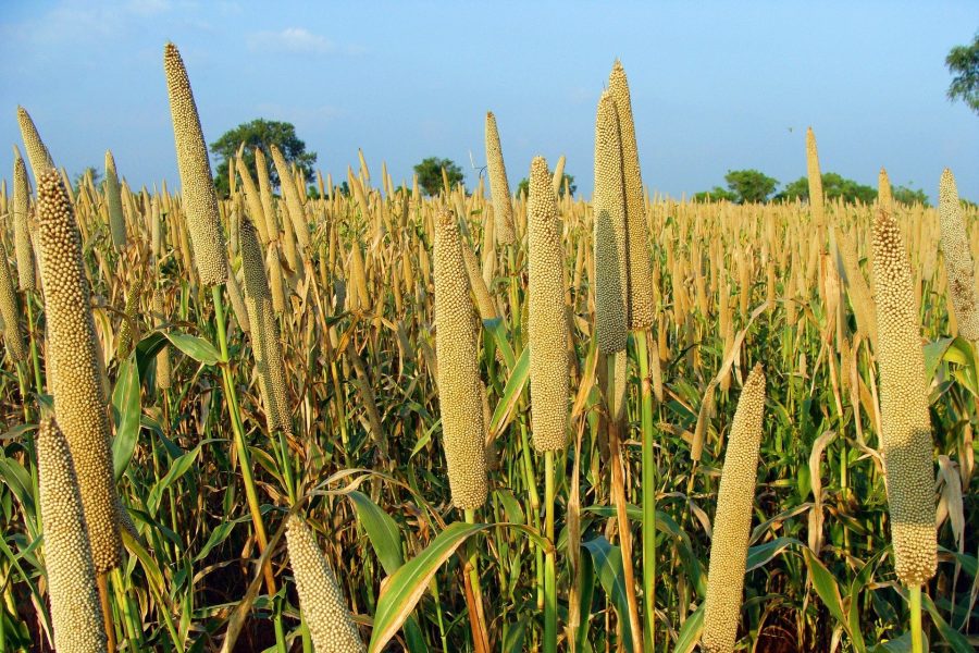 Tamil Nadu agri budget focuses on climate change and crop diversity