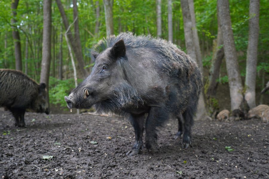 Kerala villages hit hard by wild boar attacks; Centre in no hurry to help