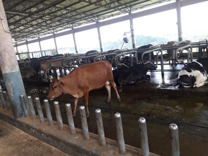 Kerala's hitech Kuriyottumala dairy, livestock farm set to open for