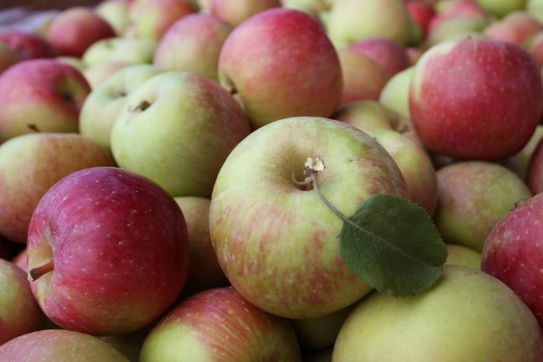 Apples werent always big, juicy, sweet; ancient ones were small and bitter