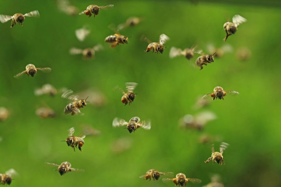 Bees can tell difference between odd and even numbers; heres how it helps