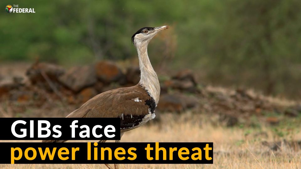 Supreme Court steps in to save Great Indian Bustard from extinction