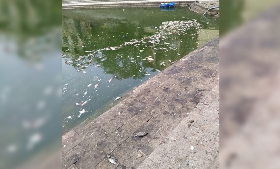 Scores of dead fish floating in Mumbai’s heritage tank raise concerns