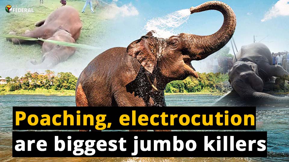 Tamil Nadu’s elephant death figures ring alarm bells
