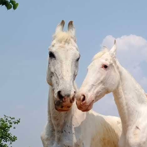 ‘Inseparable’ horses named after newlyweds Ranbir, Alia; here’s why