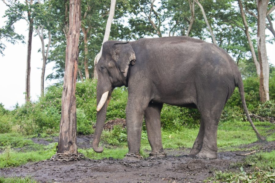 Central wildlife bureau points to serious lapses in probe of elephant poaching in TN
