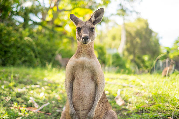 Kangaroos in Bengal, and the sordid tale of exotic pets trafficking