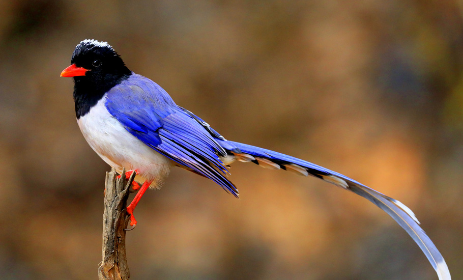 Uttarakhand has Indias best bird diversity, followed by Bengal, Arunachal