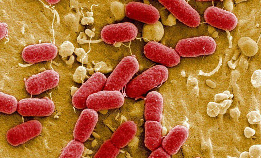 How scientists propose to fight drug-resistant bacteria, give antibiotics a miss