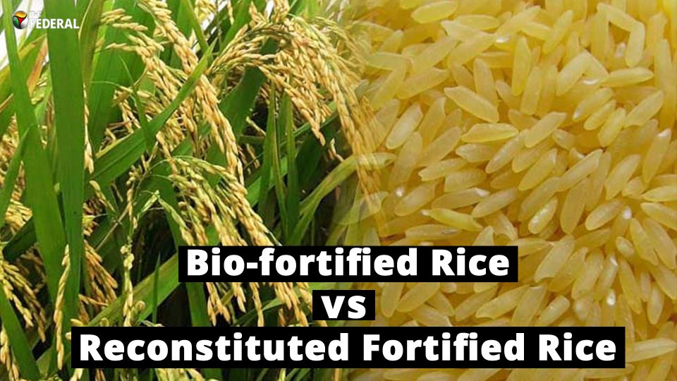 Bio-fortified rice or reconstituted fortified rice?