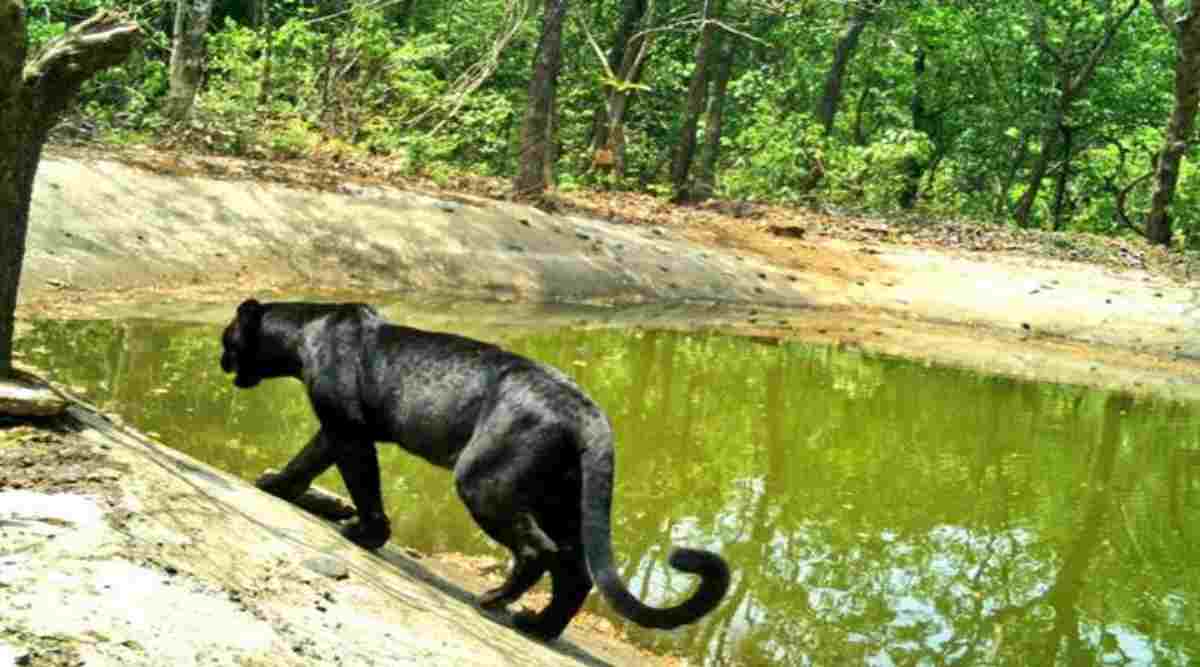 Black panther spotted in Goa wildlife sanctuary; govt to put up more cameras to track it