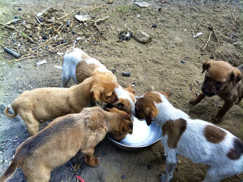 Allocating designated feeding spots for stray animals in Mumbai is an uphill task