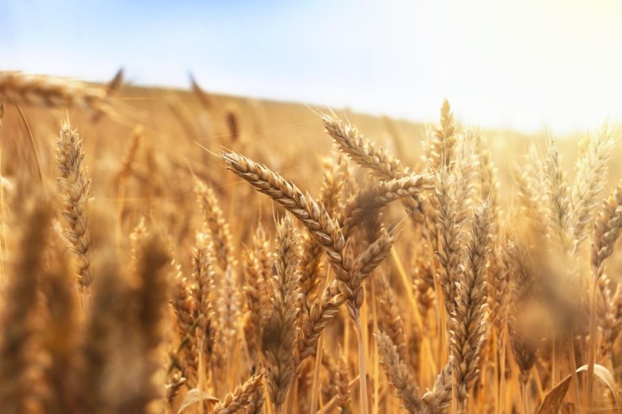 Explained: How heatwaves are affecting India’s wheat crops