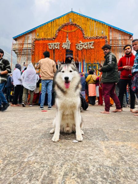 No place for Nawab: Insta celebrity husky draws ire of Kedarnath committee