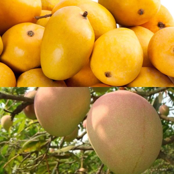 Goa CM challenges Alphonso mango’s supremacy; says Mankurado is tastier