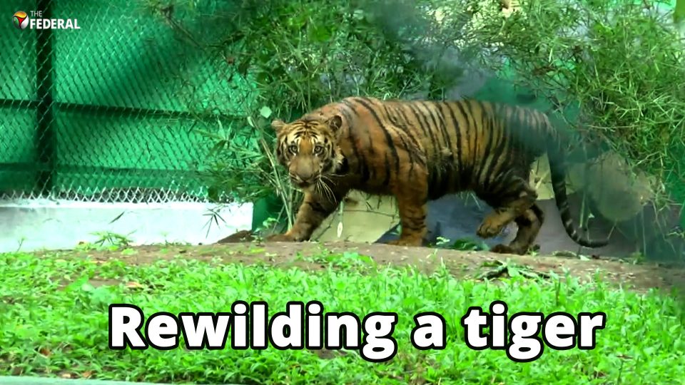 Tamil Nadu rewilds a tiger cub saved from tea gardens