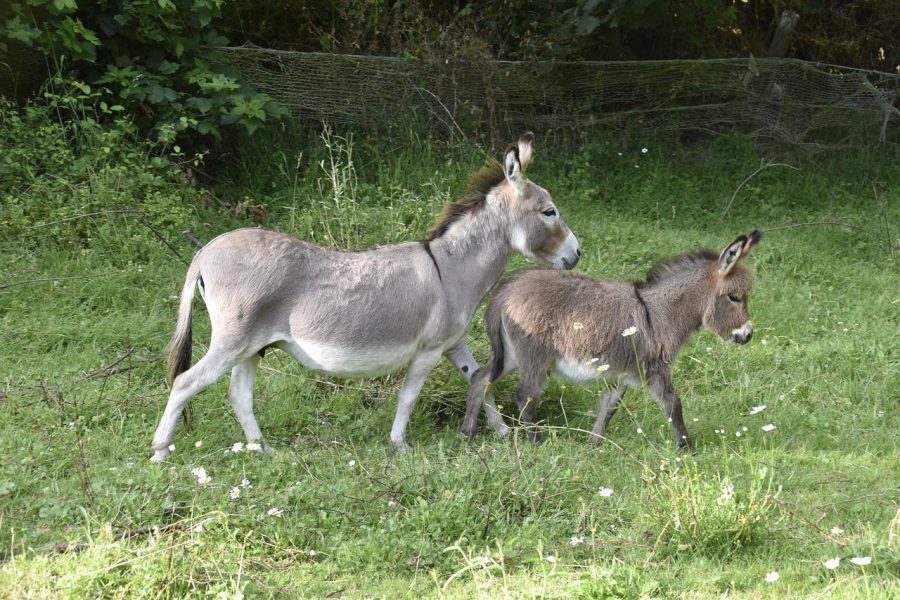 Karnataka techie quits job to start donkey farm; gets orders worth ₹17 lakh for milk