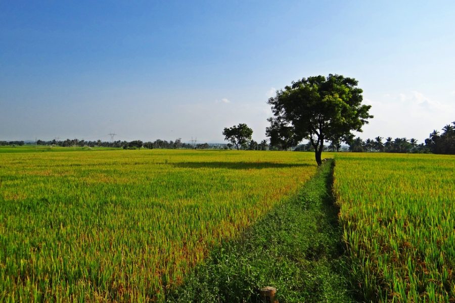 Drought fear in Gangetic plains: paddy sowing hit as rains play truant