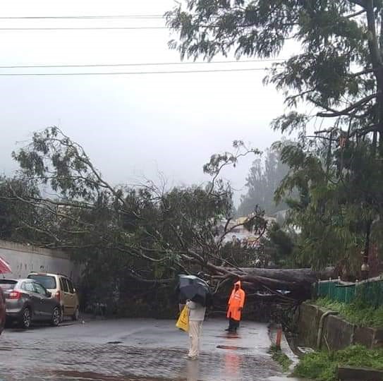 Fallen tree Nilgiris