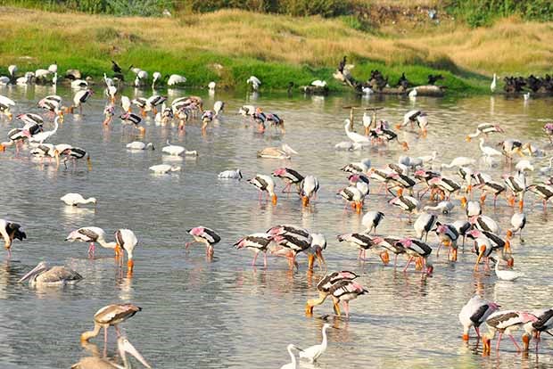 Pallikaranai marshlands in Chennai, now a Ramsar site, is unique