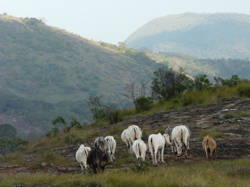 Tamil Nadu tribals, Madras High Court order, ban on cattle grazing in wildlife sanctuaries