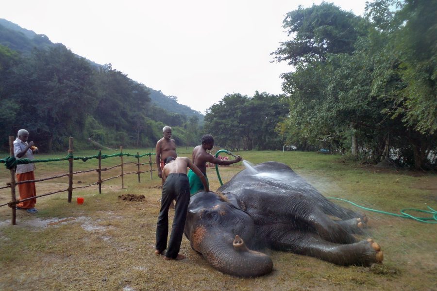Temple elephants, Tamil Nadu, ill health