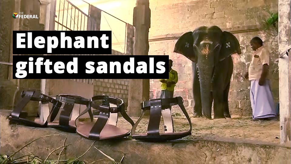 Devotees gift sandals to Tirunelveli temple elephant