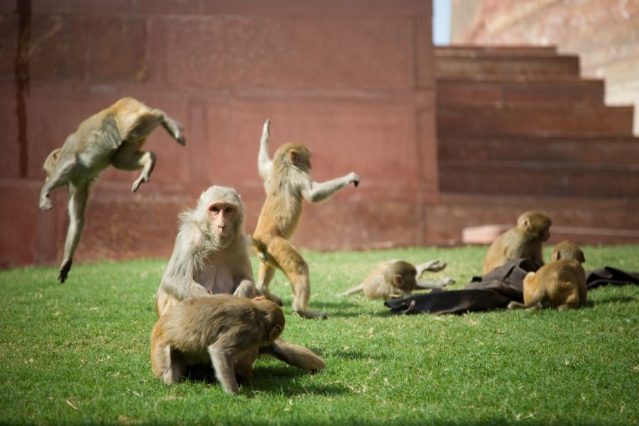 Concern about Central Vista lions is fine; what about its homeless monkeys?