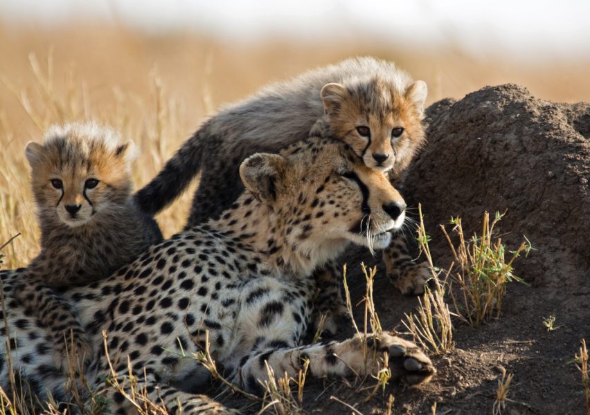 Cheetahs, Project Cheetah, Kuno National Park