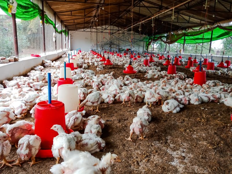 Poultry sector worried over diversion of maize to ethanol production