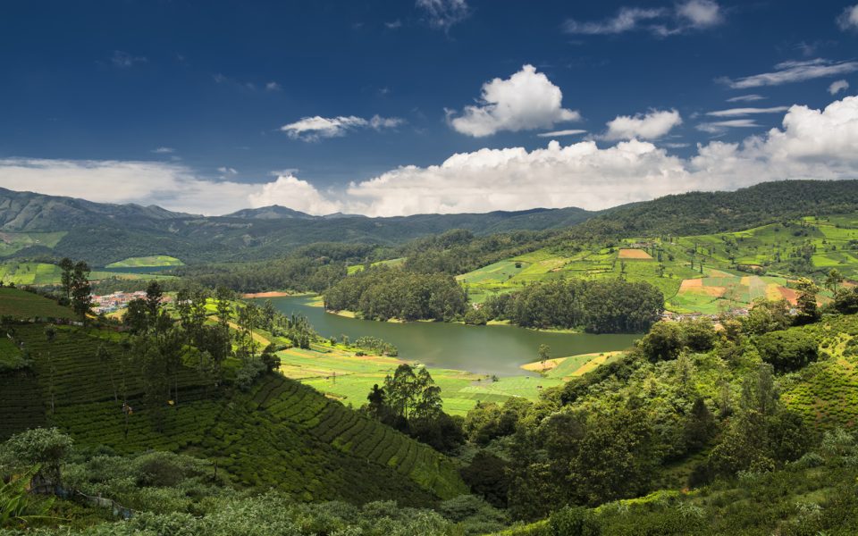 ooty plantation