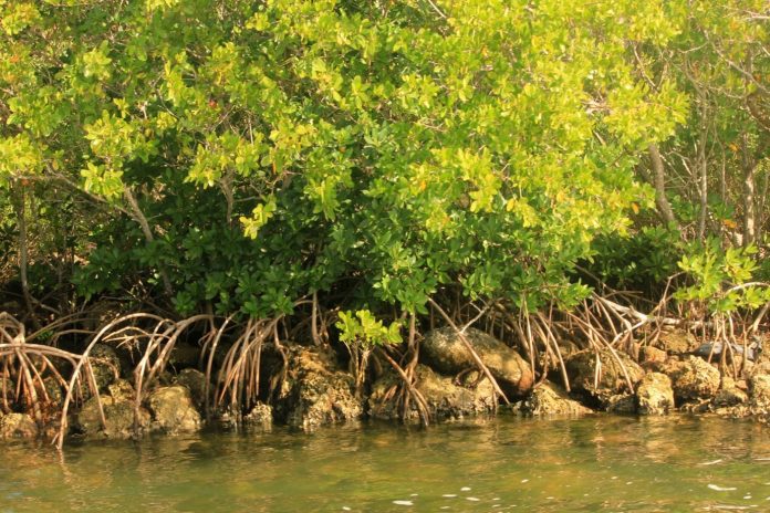 Sundarbans illegal constructions