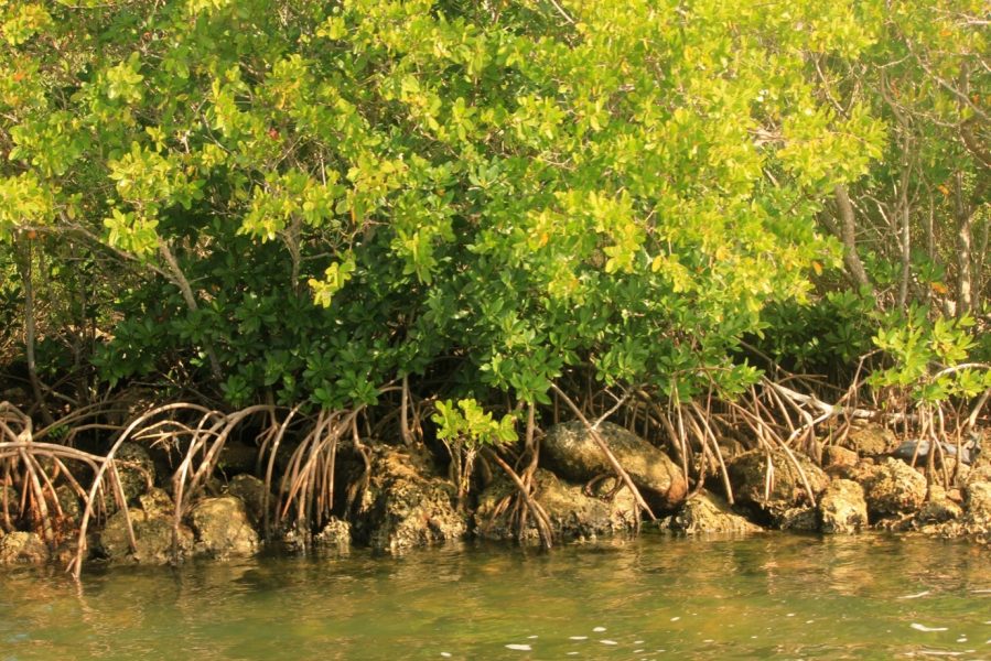 Mangrove key to coast conservation; Odisha shows big gains in cover