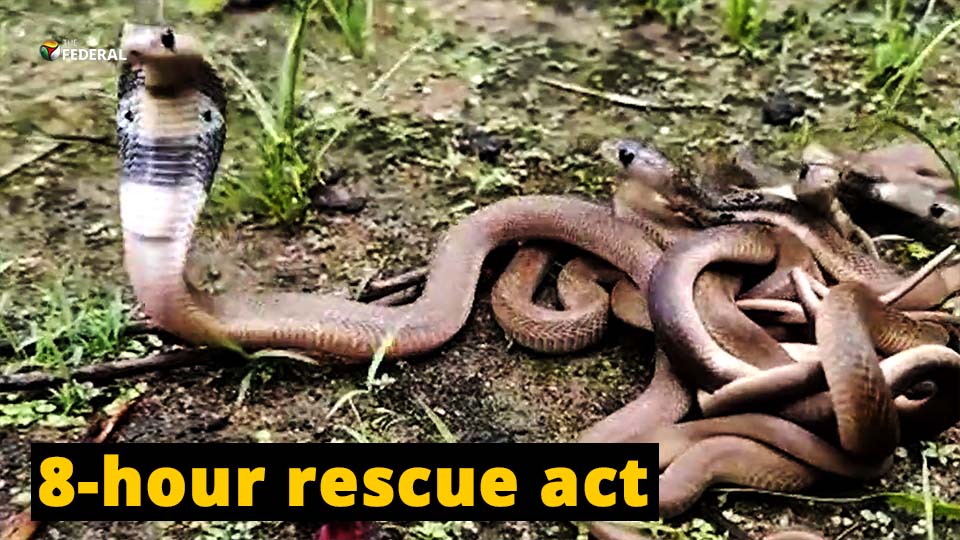 chattisgarh snake rescue